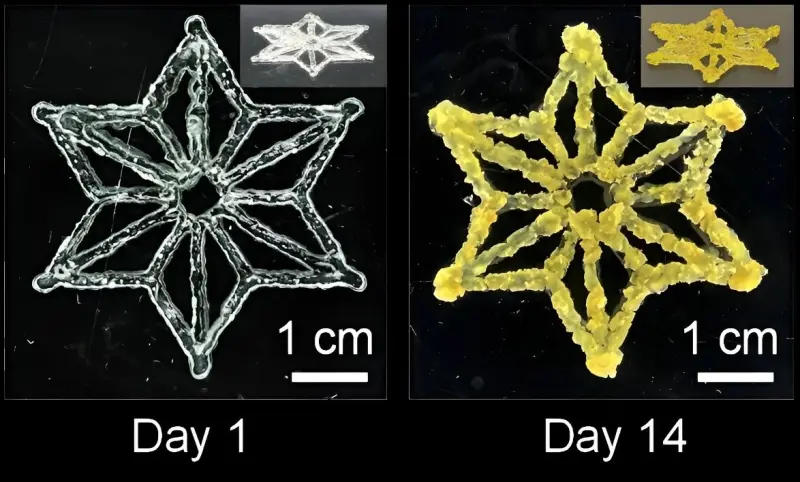 Инженерные растительные материалы: учёные создали для 3D-печати живые чернила заданной расцветки
